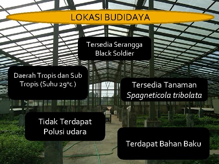 LOKASI BUDIDAYA Tersedia Serangga Black Soldier Daerah Tropis dan Sub Tropis (Suhu 29 oc