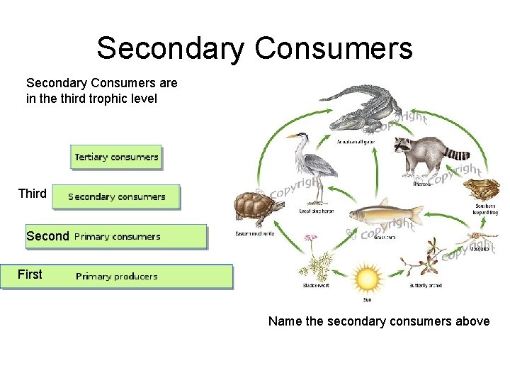 Secondary Consumers are in the third trophic level Third Second First Name the secondary