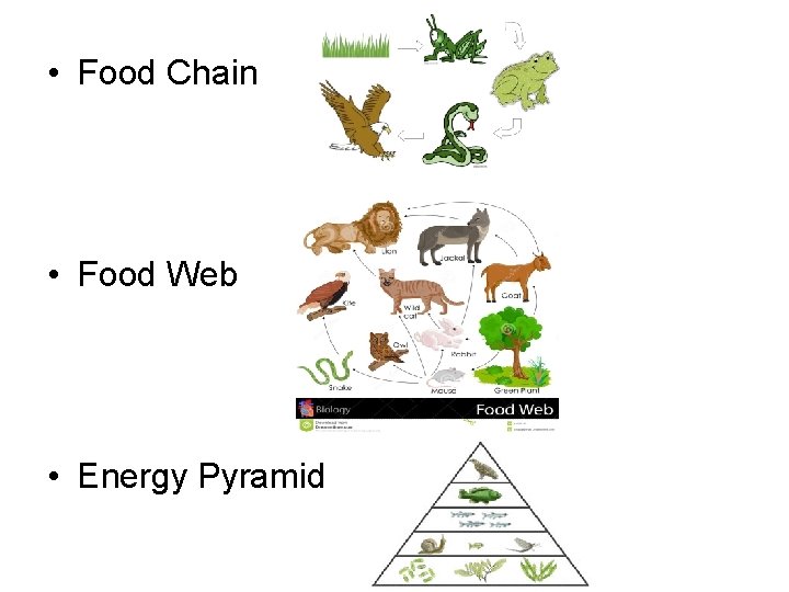  • Food Chain • Food Web • Energy Pyramid 
