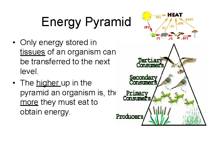 Energy Pyramid • Only energy stored in tissues of an organism can be transferred