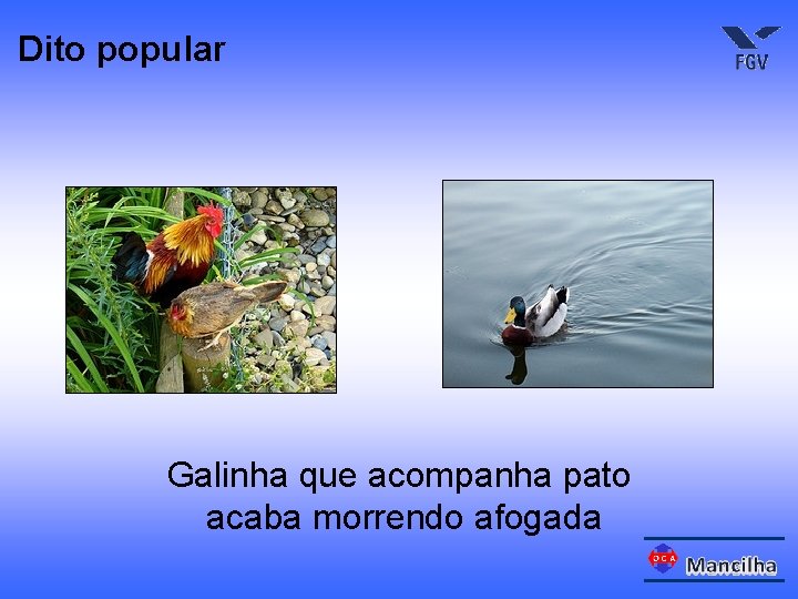 Dito popular Galinha que acompanha pato acaba morrendo afogada 