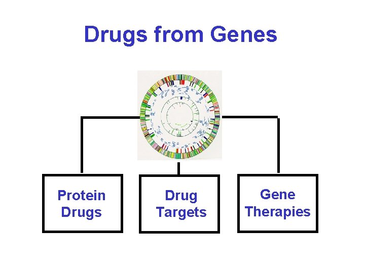 Drugs from Genes Protein Drugs Drug Targets Gene Therapies Drugs from Genes Protein Drugs Drug Targets Gene Therapies