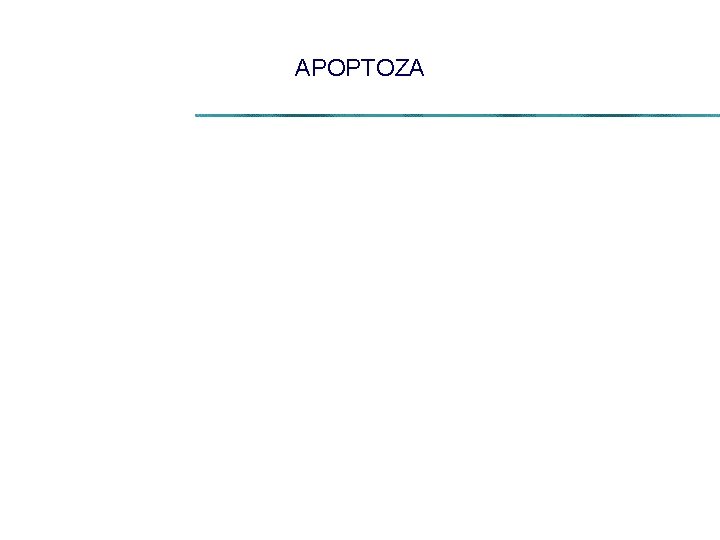 APOPTOZA 