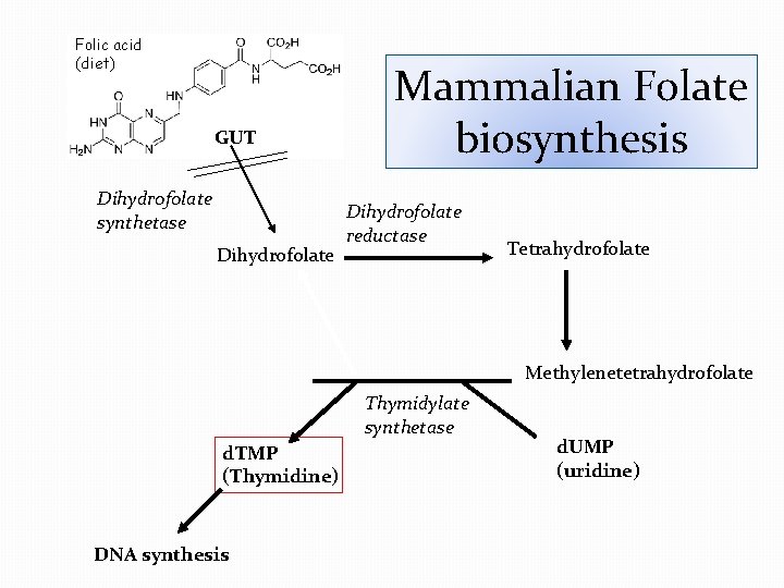 Folic acid (diet) GUT Dihydrofolate synthetase Dihydrofolate Mammalian Folate biosynthesis Dihydrofolate reductase Tetrahydrofolate Methylenetetrahydrofolate