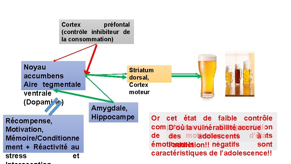 Cortex préfontal (contrôle inhibiteur de la consommation) Noyau accumbens Aire tegmentale ventrale (Dopamine) Récompense,