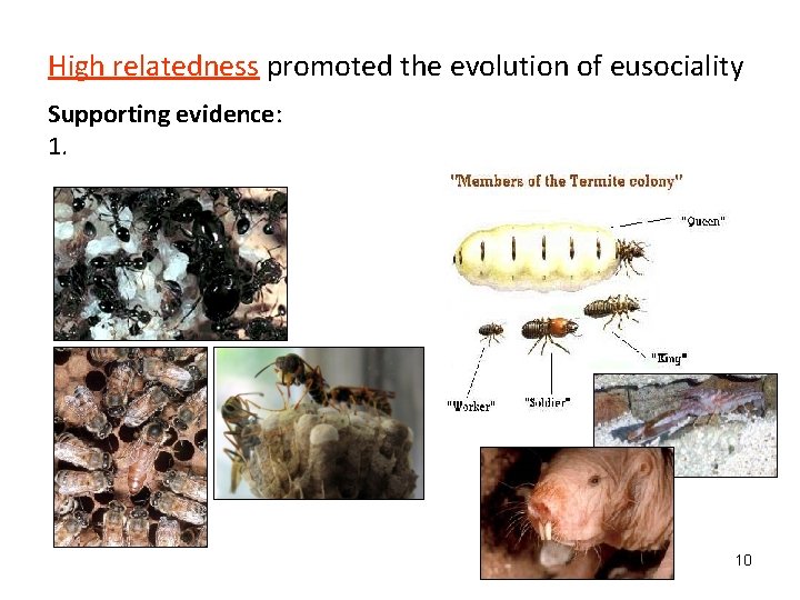 High relatedness promoted the evolution of eusociality Supporting evidence: 1. 10 