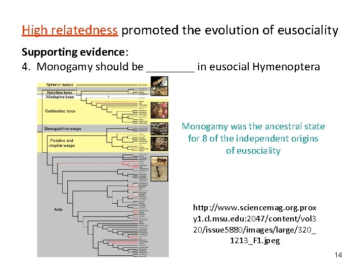 High relatedness promoted the evolution of eusociality Supporting evidence: 4. Monogamy should be ____