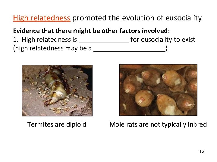 High relatedness promoted the evolution of eusociality Evidence that there might be other factors