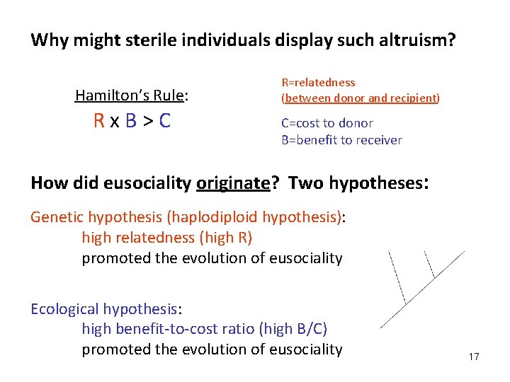 Why might sterile individuals display such altruism? Hamilton’s Rule: Rx. B>C R=relatedness (between donor