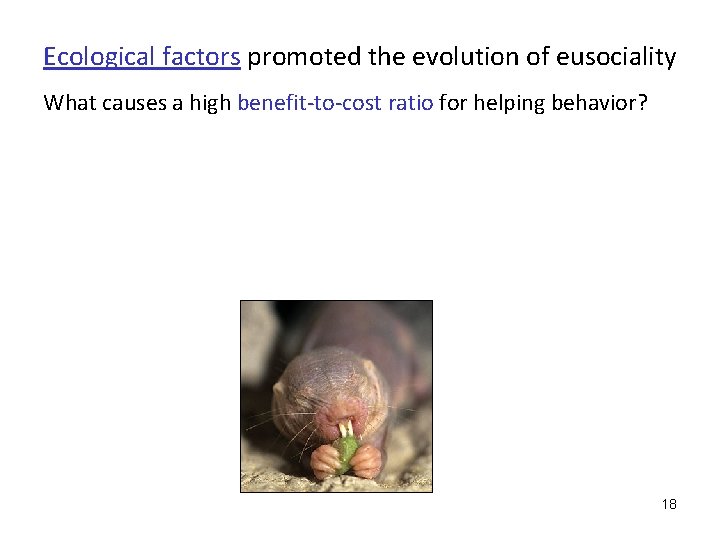 Ecological factors promoted the evolution of eusociality What causes a high benefit-to-cost ratio for