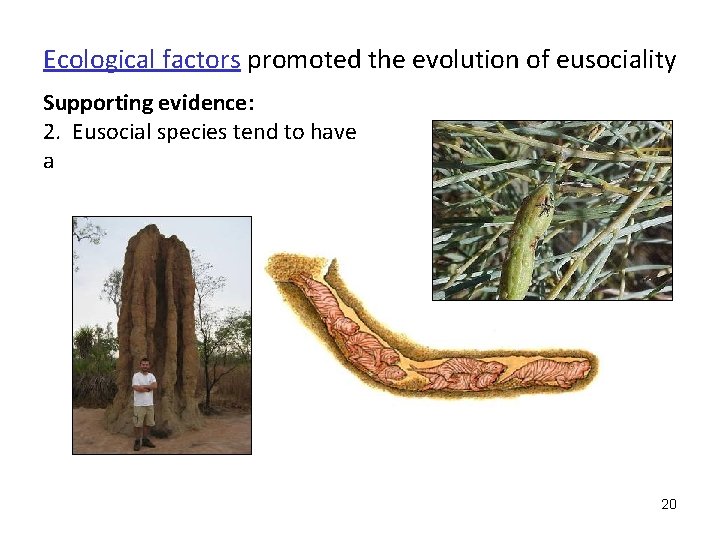 Ecological factors promoted the evolution of eusociality Supporting evidence: 2. Eusocial species tend to