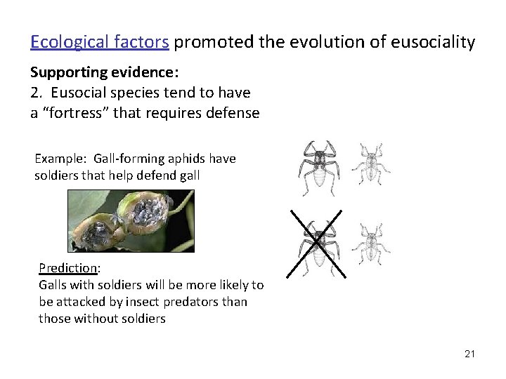 Ecological factors promoted the evolution of eusociality Supporting evidence: 2. Eusocial species tend to