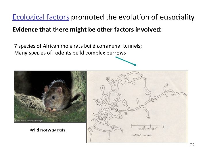 Ecological factors promoted the evolution of eusociality Evidence that there might be other factors