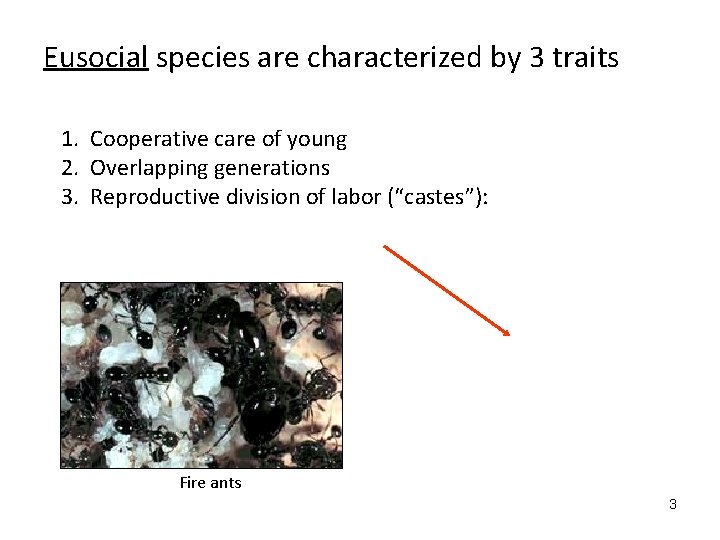 Eusocial species are characterized by 3 traits 1. Cooperative care of young 2. Overlapping