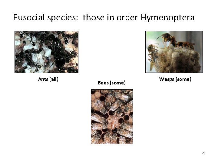 Eusocial species: those in order Hymenoptera Ants (all) Bees (some) Wasps (some) 4 