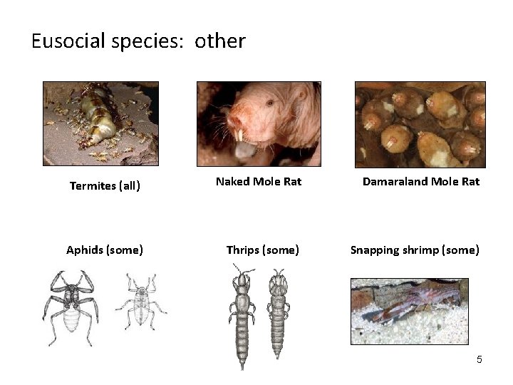 Eusocial species: other Termites (all) Naked Mole Rat Damaraland Mole Rat Aphids (some) Thrips