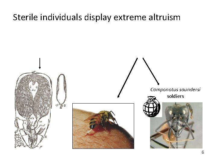 Sterile individuals display extreme altruism Camponotus saundersi soldiers 6 