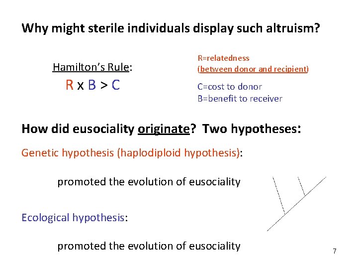 Why might sterile individuals display such altruism? Hamilton’s Rule: Rx. B>C R=relatedness (between donor