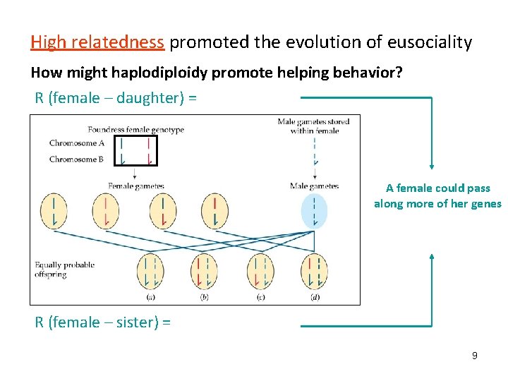 High relatedness promoted the evolution of eusociality How might haplodiploidy promote helping behavior? R