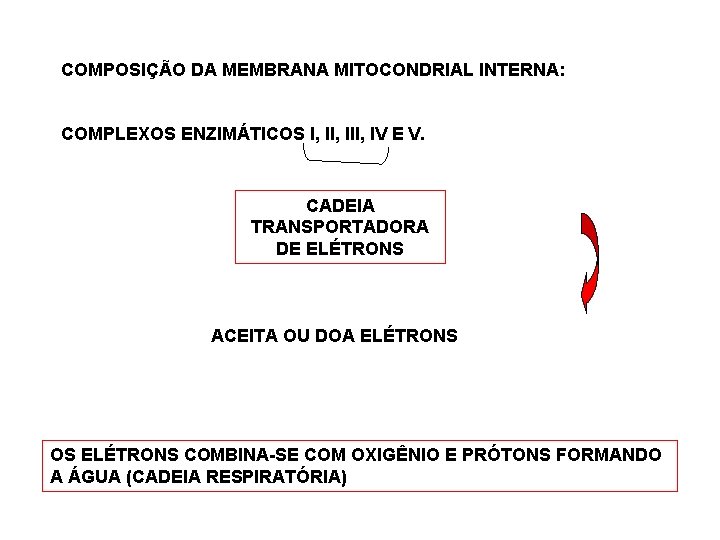 COMPOSIÇÃO DA MEMBRANA MITOCONDRIAL INTERNA: COMPLEXOS ENZIMÁTICOS I, III, IV E V. CADEIA TRANSPORTADORA