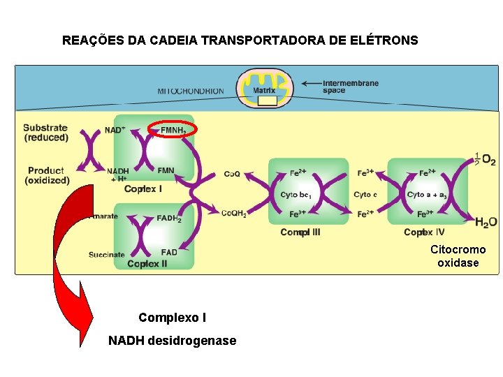 REAÇÕES DA CADEIA TRANSPORTADORA DE ELÉTRONS Citocromo oxidase Complexo I NADH desidrogenase 