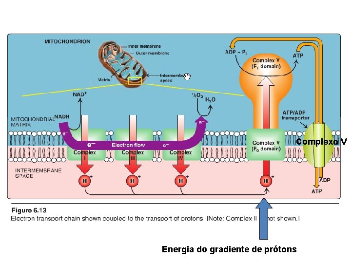 Complexo V Energia do gradiente de prótons 