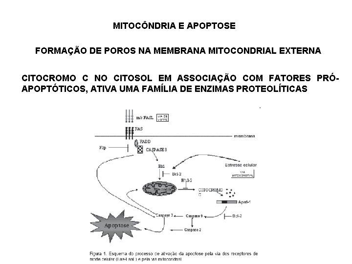 MITOCÔNDRIA E APOPTOSE FORMAÇÃO DE POROS NA MEMBRANA MITOCONDRIAL EXTERNA CITOCROMO C NO CITOSOL