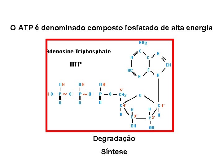 O ATP é denominado composto fosfatado de alta energia Degradação Síntese 