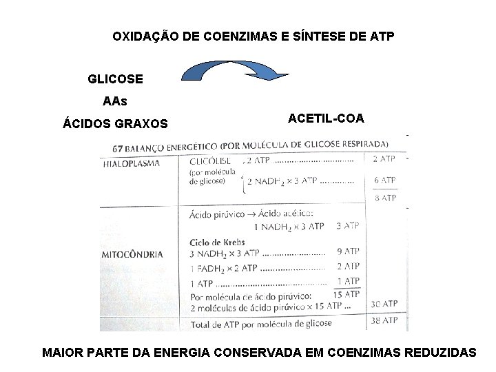 OXIDAÇÃO DE COENZIMAS E SÍNTESE DE ATP GLICOSE AAs ÁCIDOS GRAXOS ACETIL-COA MAIOR PARTE