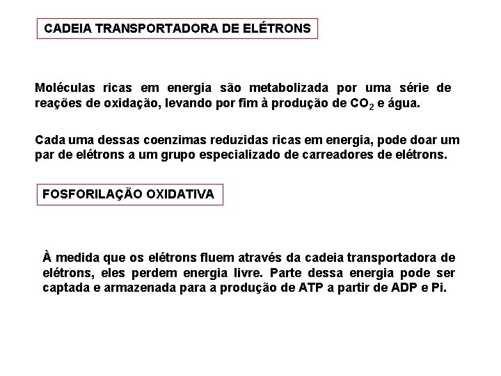 CADEIA TRANSPORTADORA DE ELÉTRONS Moléculas ricas em energia são metabolizada por uma série de