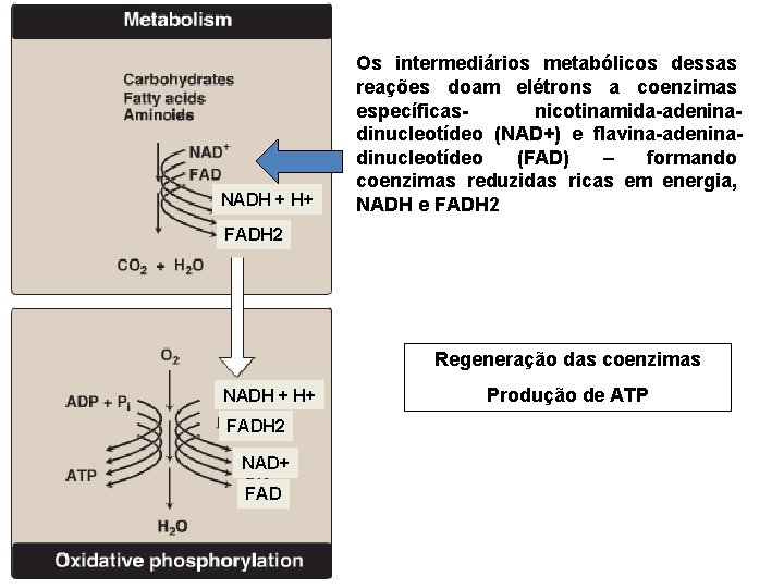 NADH + H+ Os intermediários metabólicos dessas reações doam elétrons a coenzimas específicasnicotinamida-adeninadinucleotídeo (NAD+)