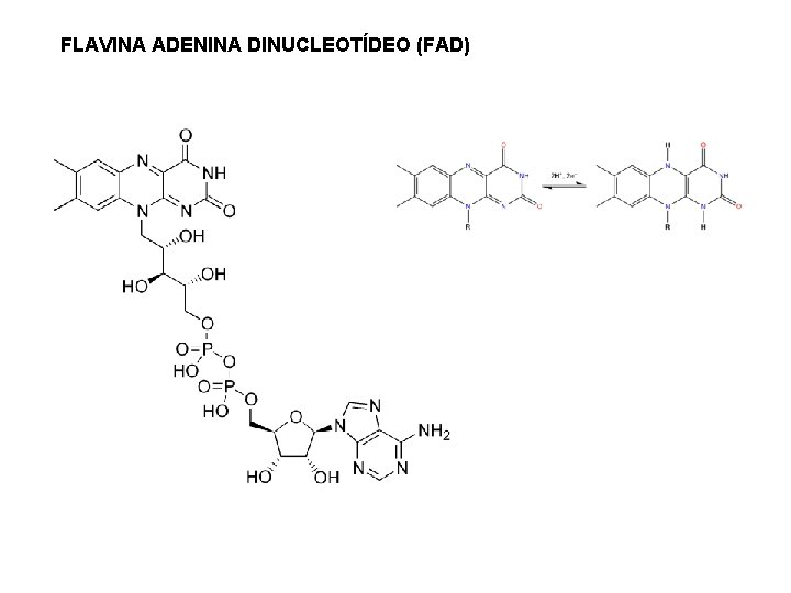 FLAVINA ADENINA DINUCLEOTÍDEO (FAD) 