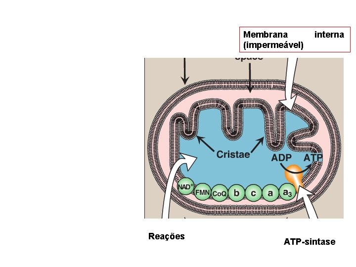 Membrana (impermeável) Reações interna ATP-sintase 