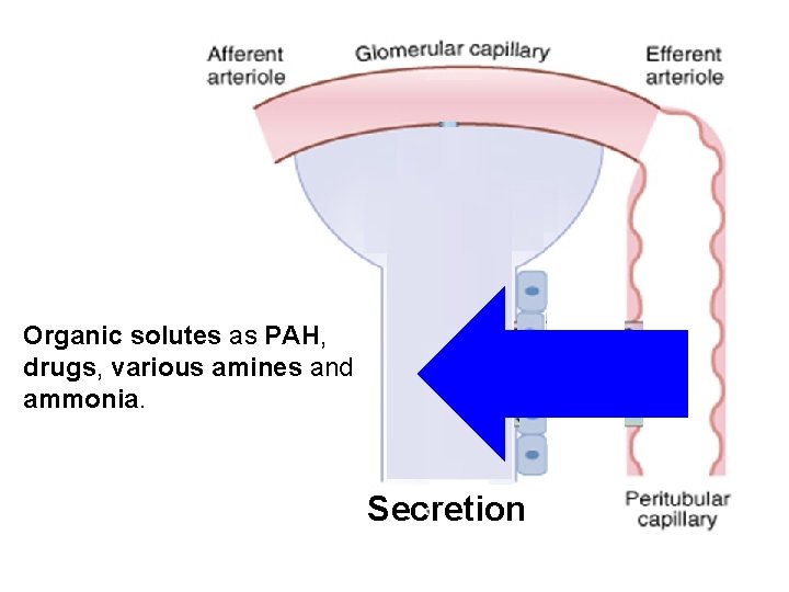 Organic solutes as PAH, drugs, various amines and ammonia. Secretion 