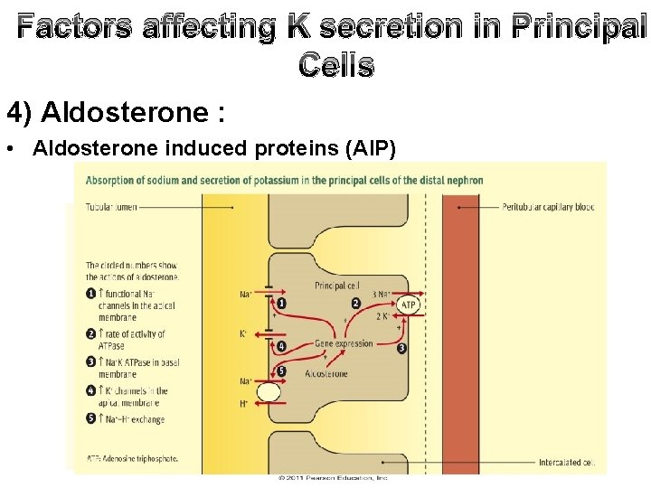 Factors affecting K secretion in Principal Cells 4) Aldosterone : • Aldosterone induced proteins