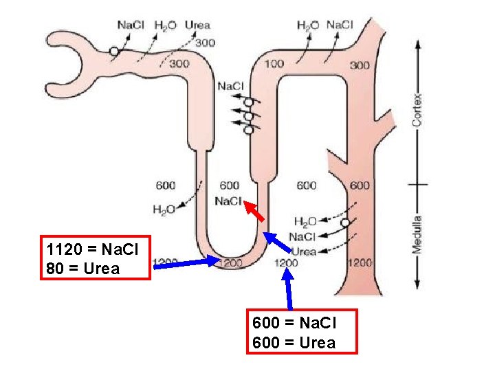 1120 = Na. Cl 80 = Urea 600 = Na. Cl 600 = Urea