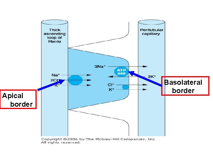 Apical border Basolateral border 