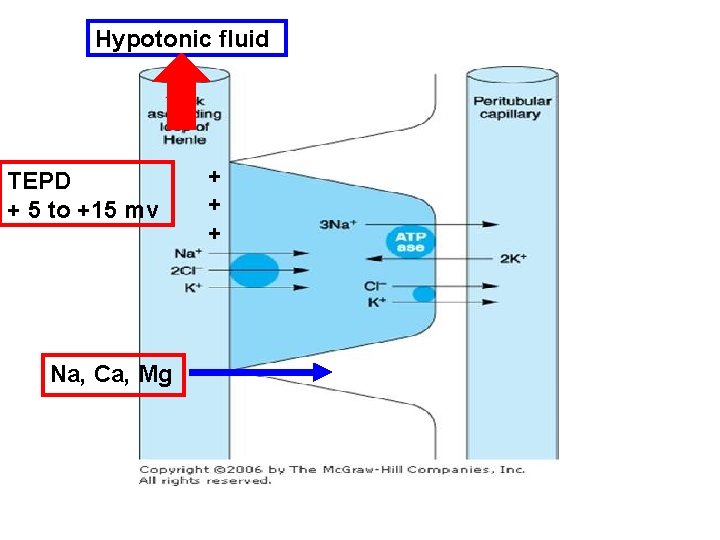 Hypotonic fluid TEPD + 5 to +15 mv Na, Ca, Mg + + +
