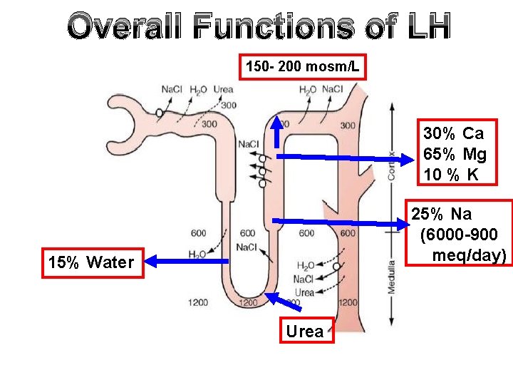 Overall Functions of LH 150 - 200 mosm/L 30% Ca 65% Mg 10 %