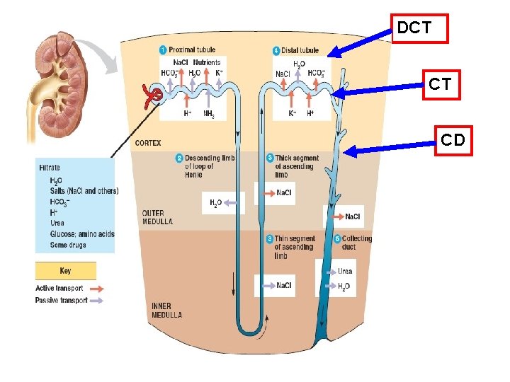 DCT CT CD 