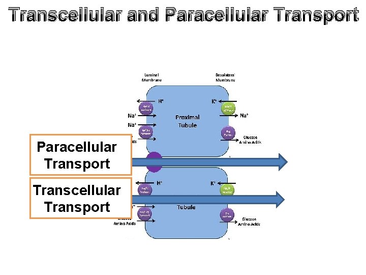 Transcellular and Paracellular Transport Transcellular Transport 
