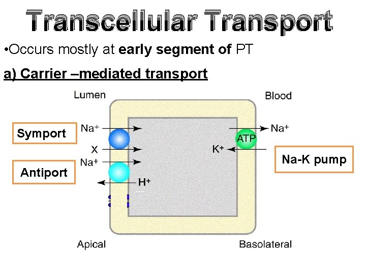 Transcellular Transport • Occurs mostly at early segment of PT a) Carrier –mediated transport