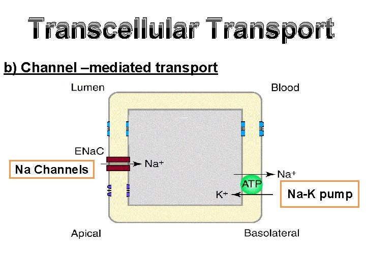 Transcellular Transport b) Channel –mediated transport Na Channels Na-K pump 