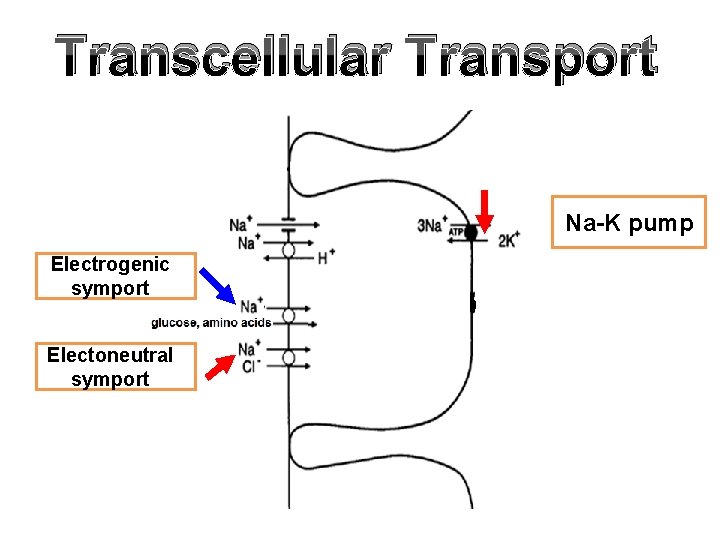 Transcellular Transport Na-K pump Electrogenic symport Electoneutral symport 