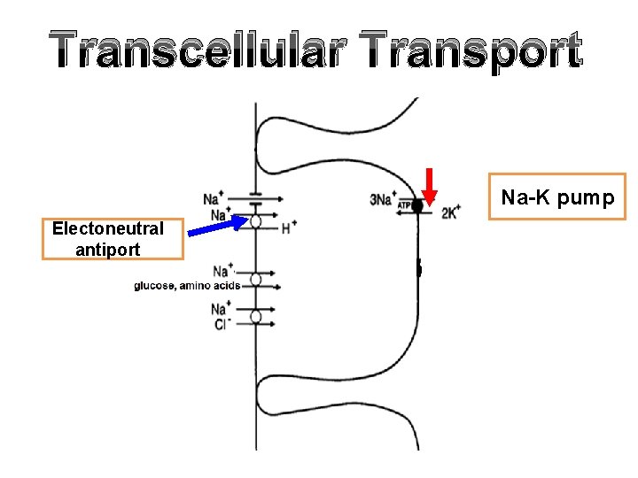 Transcellular Transport Na-K pump Electoneutral antiport 