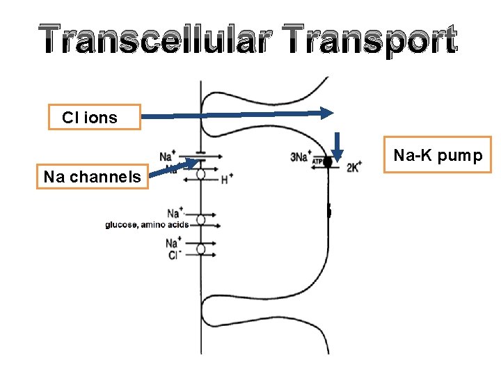 Transcellular Transport Cl ions Na-K pump Na channels 