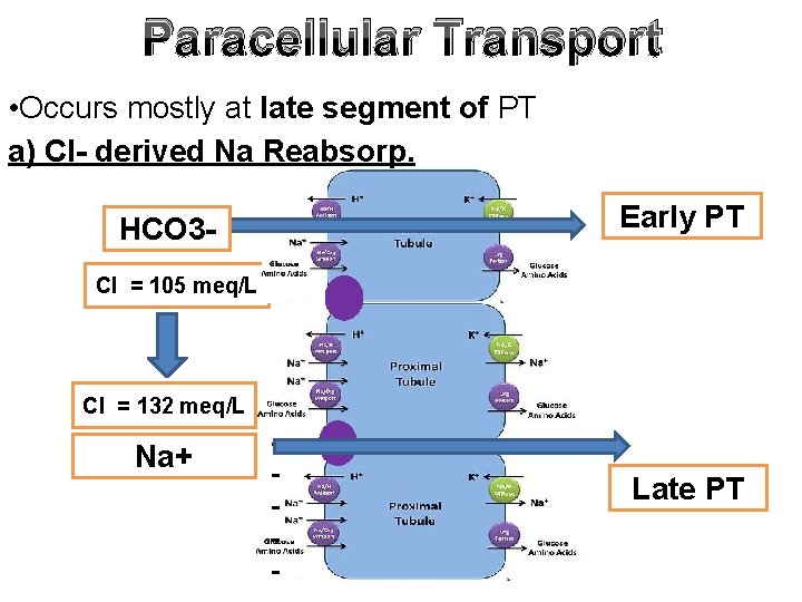 Paracellular Transport • Occurs mostly at late segment of PT a) Cl- derived Na