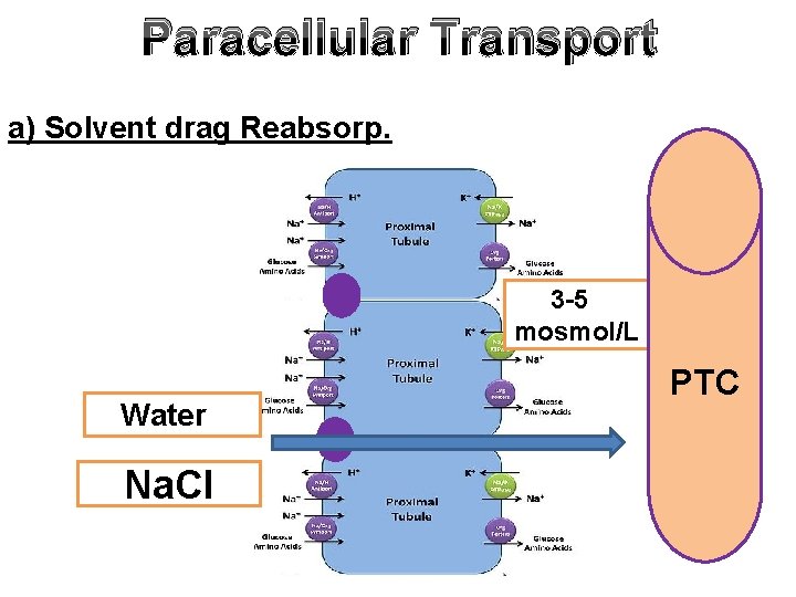 Paracellular Transport a) Solvent drag Reabsorp. 3 -5 mosmol/L Water Na. Cl PTC 