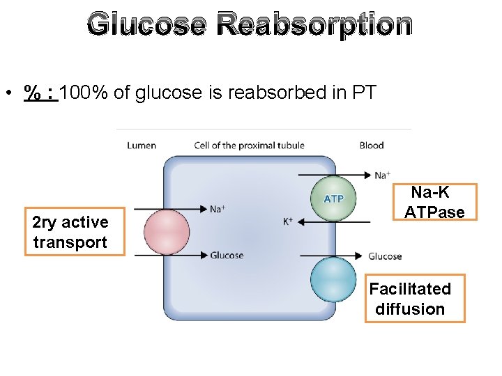 Glucose Reabsorption • % : 100% of glucose is reabsorbed in PT 2 ry