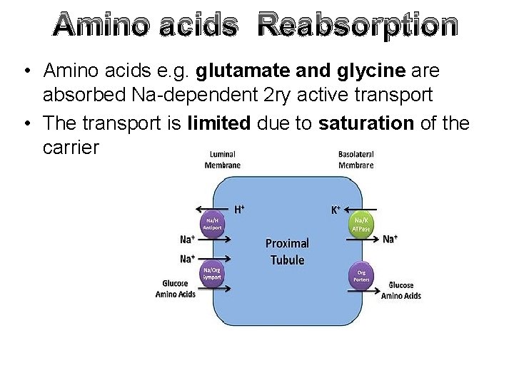 Amino acids Reabsorption • Amino acids e. g. glutamate and glycine are absorbed Na-dependent